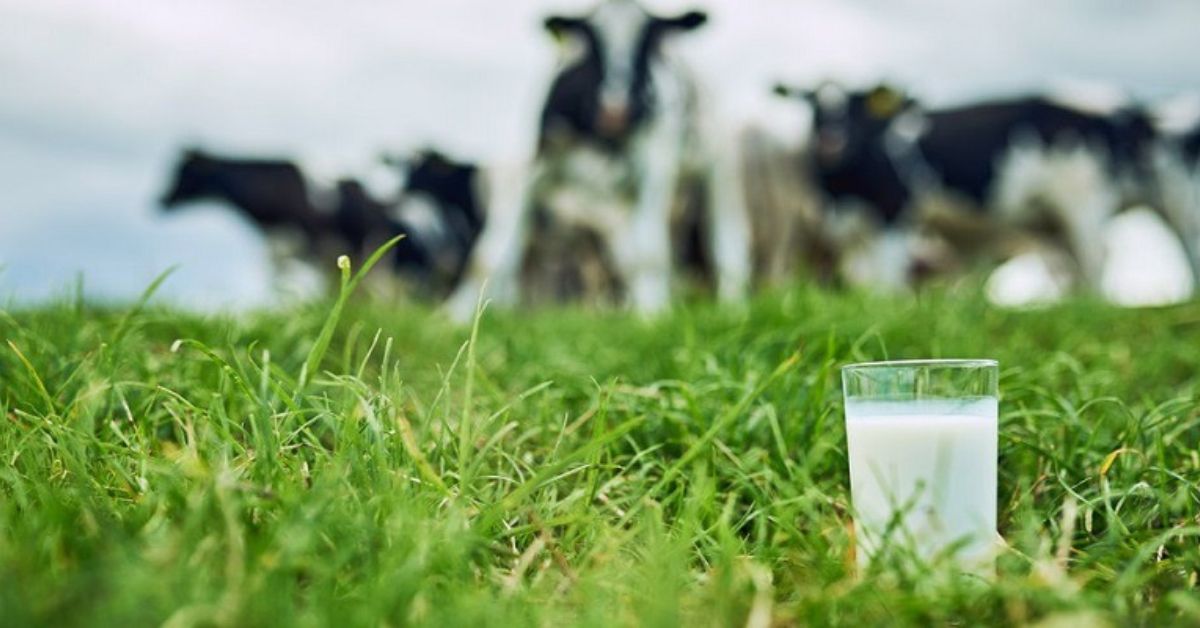 What is the reason for the popularity of organic milk?